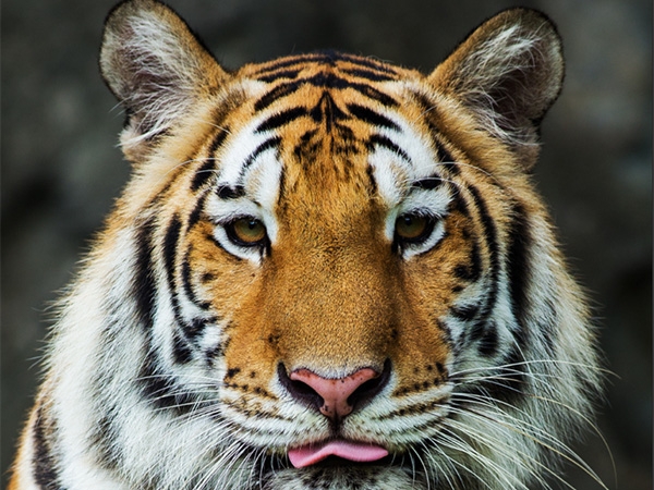 July 29 - World Tiger Love Day